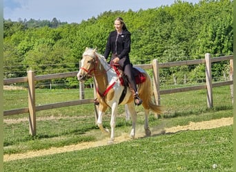 Pintos, Wallach, 4 Jahre, 158 cm, Schecke