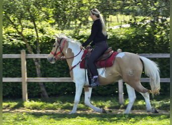 Pintos, Wallach, 4 Jahre, 158 cm, Schecke