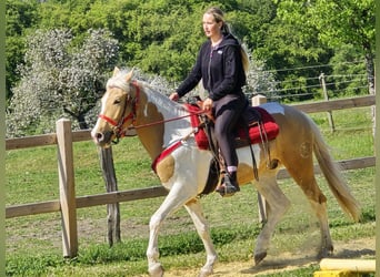 Pintos, Wallach, 4 Jahre, 158 cm, Schecke