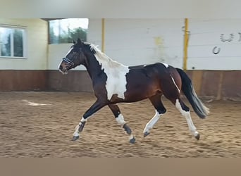 Pintos, Wallach, 4 Jahre, 162 cm, Schecke