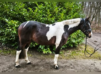 Pintos, Wallach, 4 Jahre, 162 cm, Schecke