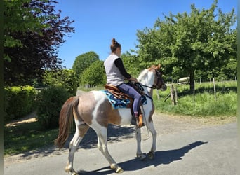 Pintos, Wallach, 5 Jahre, 144 cm, Schecke
