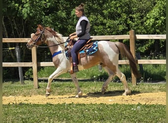 Pintos, Wallach, 5 Jahre, 144 cm, Schecke