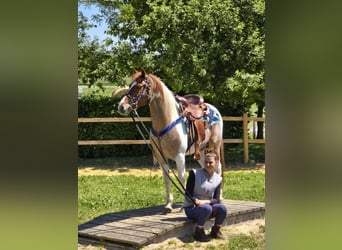Pintos, Wallach, 5 Jahre, 144 cm, Schecke