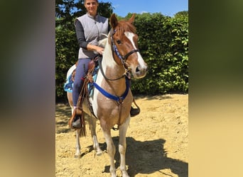 Pintos, Wallach, 5 Jahre, 144 cm, Schecke