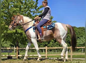 Pintos, Wallach, 5 Jahre, 144 cm, Schecke