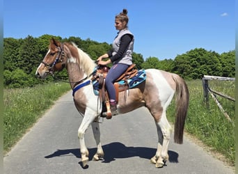 Pintos, Wallach, 5 Jahre, 144 cm, Schecke