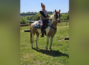 Pintos, Wallach, 5 Jahre, 144 cm, Schecke