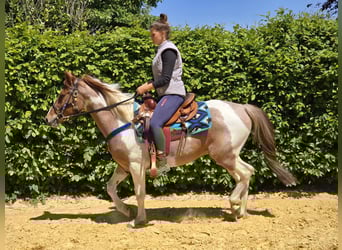 Pintos, Wallach, 5 Jahre, 144 cm, Schecke