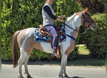 Pintos, Wallach, 5 Jahre, 144 cm, Schecke