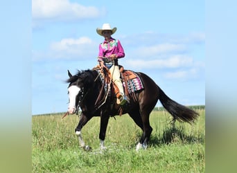 Pintos, Wallach, 5 Jahre, 152 cm, Rappe