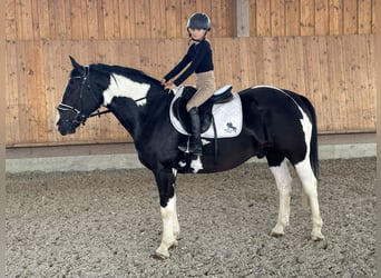 Pintos Mix, Wallach, 5 Jahre, 156 cm, Schecke