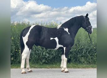 Pintos Mix, Wallach, 5 Jahre, 156 cm, Schecke