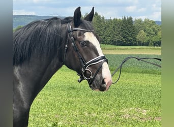 Pintos Mix, Wallach, 5 Jahre, 156 cm, Schecke