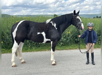 Pintos Mix, Wallach, 5 Jahre, 156 cm, Schecke