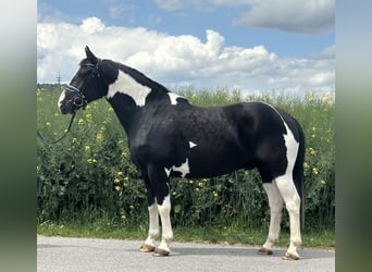 Pintos Mix, Wallach, 5 Jahre, 156 cm, Schecke