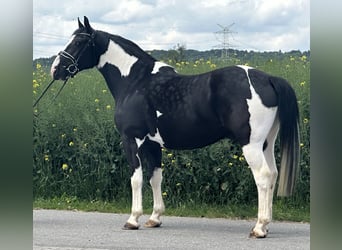 Pintos Mix, Wallach, 5 Jahre, 156 cm, Schecke