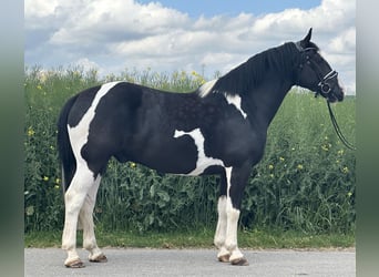 Pintos Mix, Wallach, 5 Jahre, 156 cm, Schecke