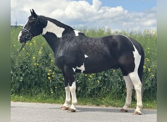 Pintos Mix, Wallach, 5 Jahre, 156 cm, Schecke