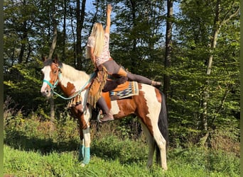 Pintos, Wallach, 5 Jahre, 160 cm, Schecke