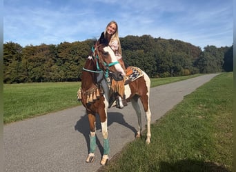 Pintos, Wallach, 5 Jahre, 160 cm, Schecke