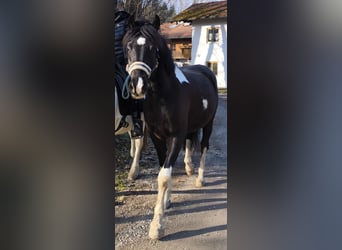 Pintos, Wallach, 5 Jahre, Schecke