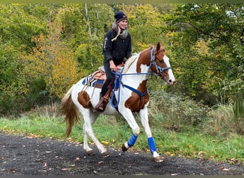 Pintos, Wallach, 6 Jahre, 158 cm, Schecke