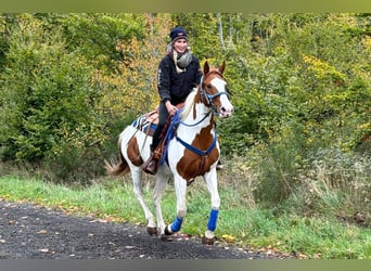 Pintos, Wallach, 6 Jahre, 158 cm, Schecke