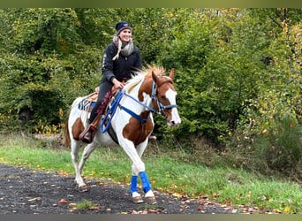 Pintos, Wallach, 6 Jahre, 158 cm, Schecke