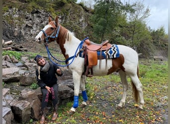Pintos, Wallach, 6 Jahre, 158 cm, Schecke