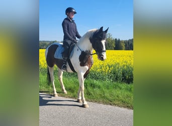 Pintos, Wallach, 7 Jahre, 154 cm, Schecke