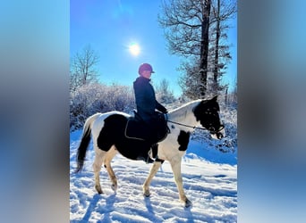 Pintos, Wallach, 7 Jahre, 154 cm, Schecke