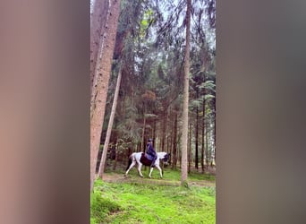 Pintos, Wallach, 7 Jahre, 154 cm, Schecke