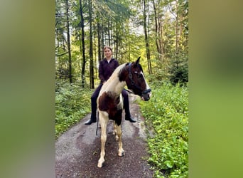 Pintos, Wallach, 7 Jahre, 154 cm, Schecke