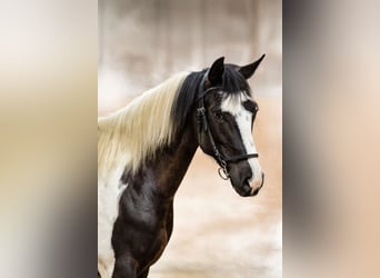 Pintos, Wallach, 7 Jahre, 157 cm, Schecke