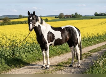 Pintos, Wallach, 7 Jahre, 160 cm, Schecke