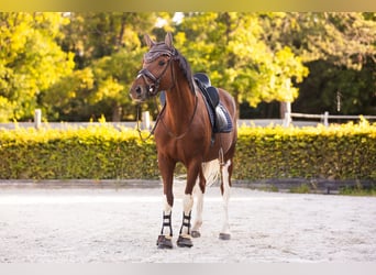 Pintos, Wallach, 7 Jahre, 162 cm