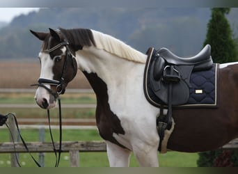 Pintos, Wallach, 7 Jahre, 170 cm, Schecke