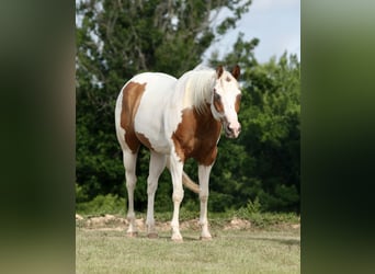 Pintos, Wallach, 7 Jahre, Schecke