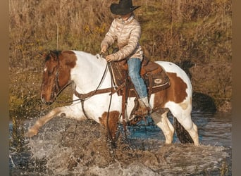 Pintos, Wallach, 8 Jahre, 145 cm, Schecke
