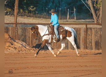 Pintos, Wallach, 8 Jahre, 145 cm, Schecke