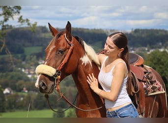 Pintos Mix, Wallach, 8 Jahre, 150 cm, Schecke