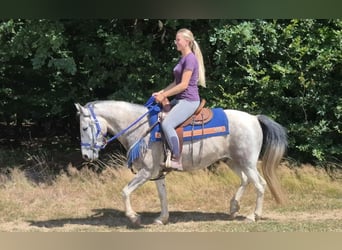 Pintos, Wallach, 8 Jahre, 152 cm, Schecke