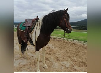 Pintos Mix, Wallach, 9 Jahre, 153 cm, Schecke