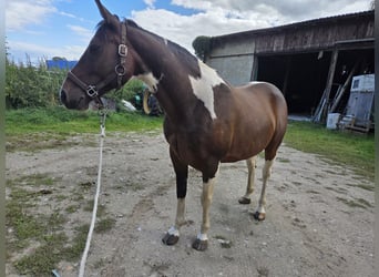 Pintos, Wallach, 9 Jahre, 156 cm, Schecke