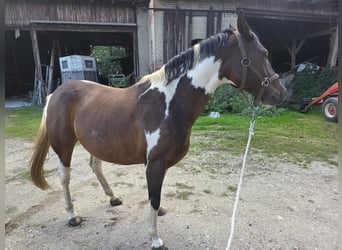 Pintos, Wallach, 9 Jahre, 156 cm, Schecke
