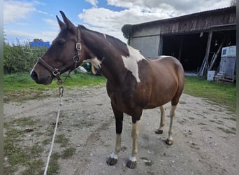Pintos, Wallach, 9 Jahre, 156 cm, Schecke