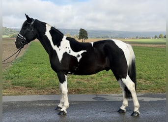 Pintos Mix, Wallach, 9 Jahre, 157 cm, Schecke