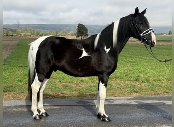 Pintos Mix, Wallach, 9 Jahre, 157 cm, Schecke