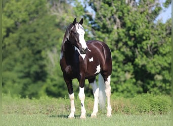 Pintos, Wallach, 9 Jahre, Schecke